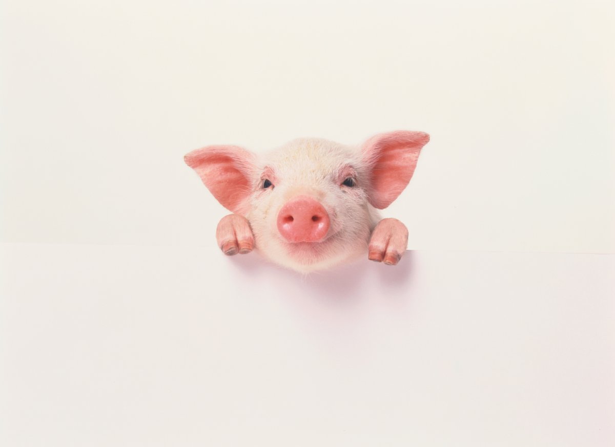 Поросенок улыбается