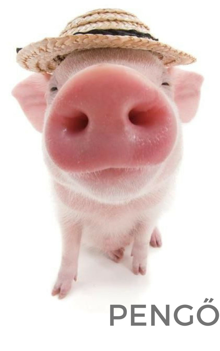 Смешные поросята