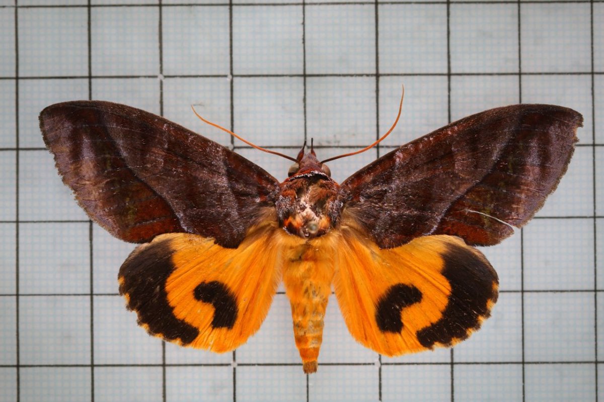 Совка Амурская змеиная