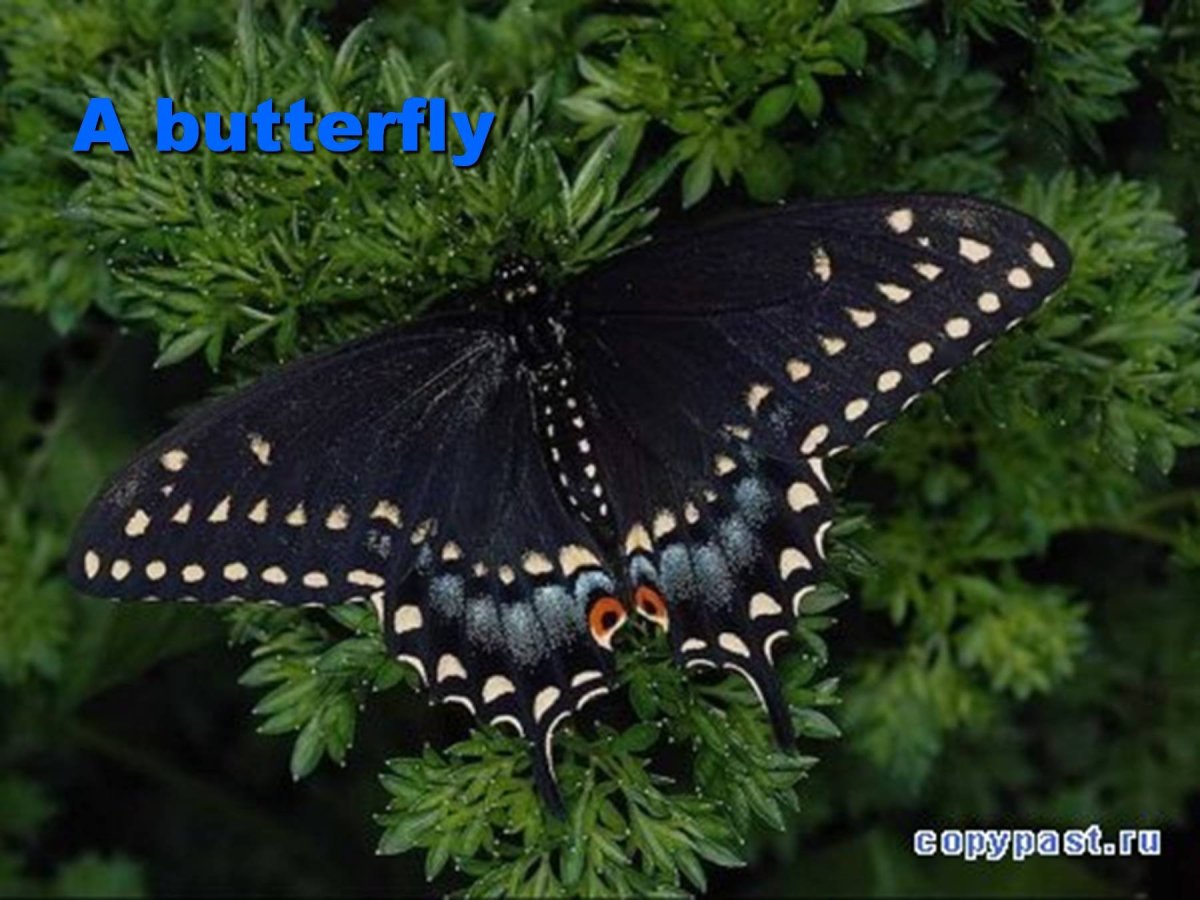 Бабочка меланист