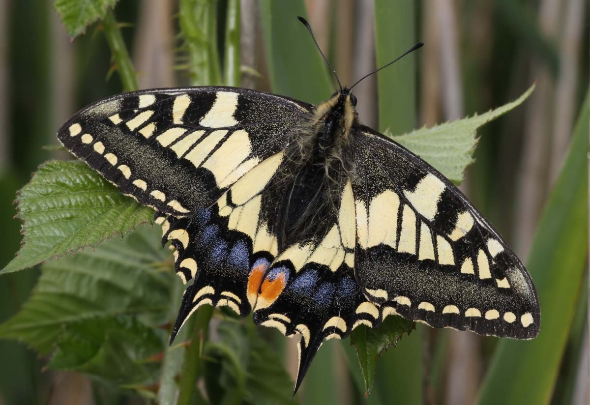 Бабочка Махаон Аполлон