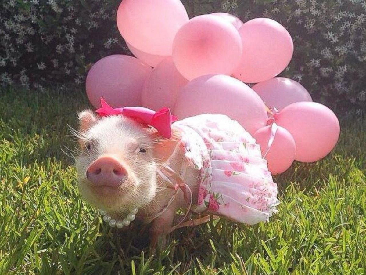 Футболка со свиньей