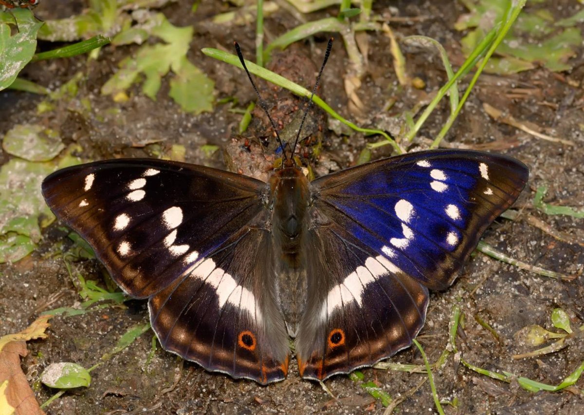 Переливница Ивовая Apatura Iris