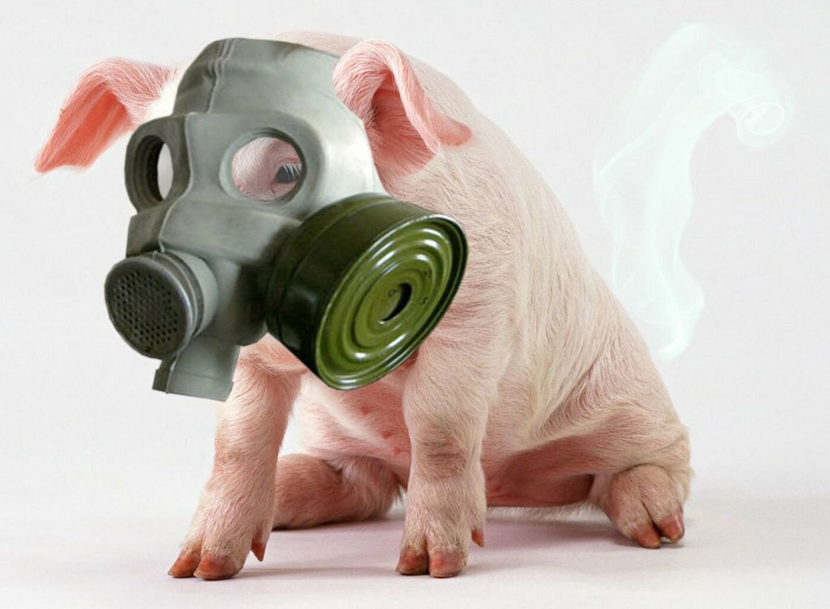 Противогазы для животных