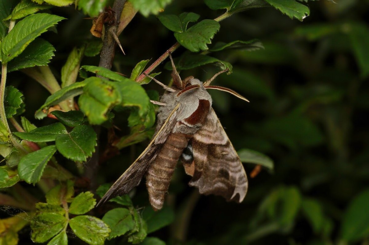 Бражник липовый бабочка