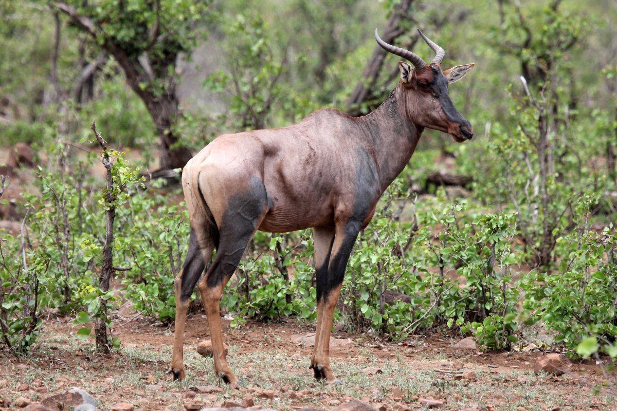 Животные африканского континента