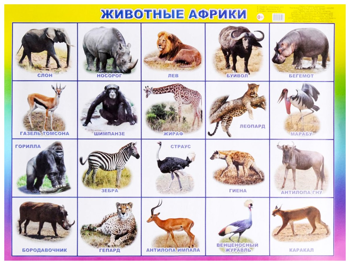 Импала животное