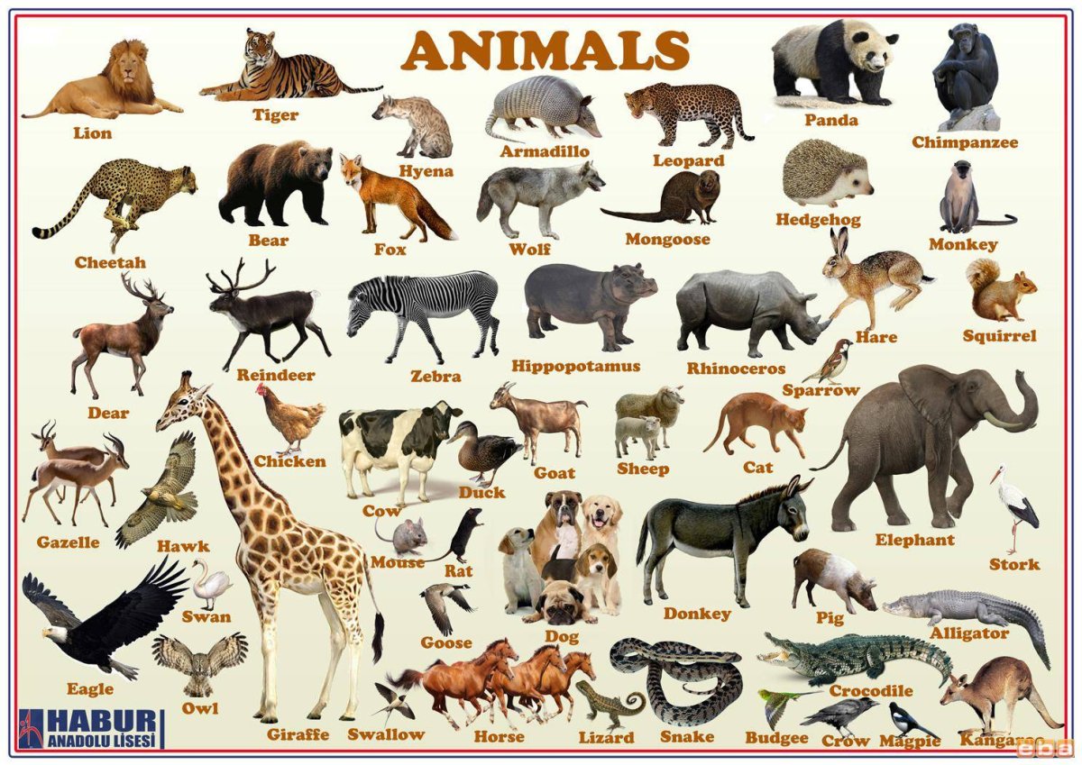 ЮАР антилопа гну