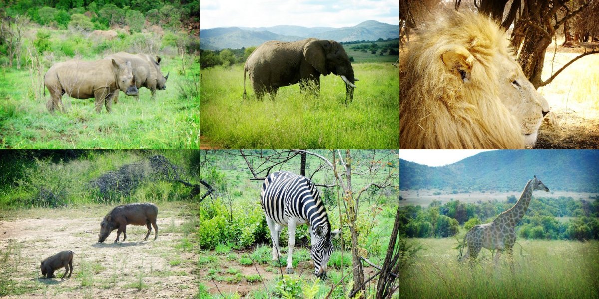 Африка. Травоядные