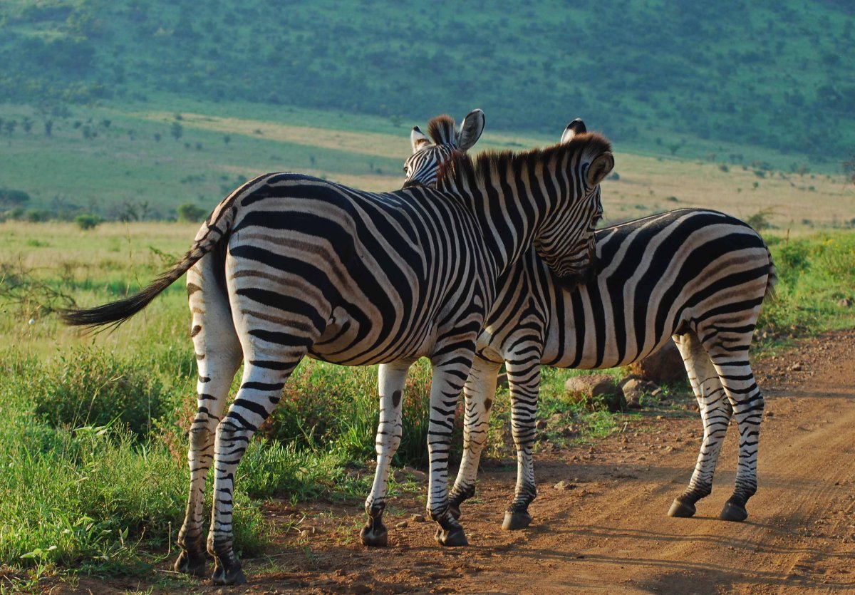 Tragelaphus eurycerus