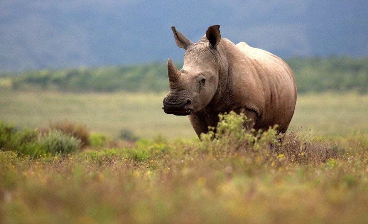 Антилопа гну