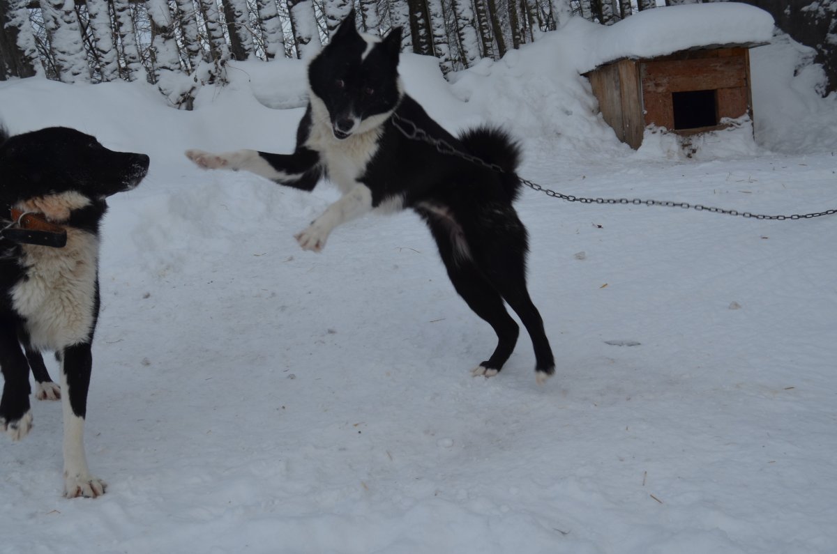 Лайка Восточно Прусская