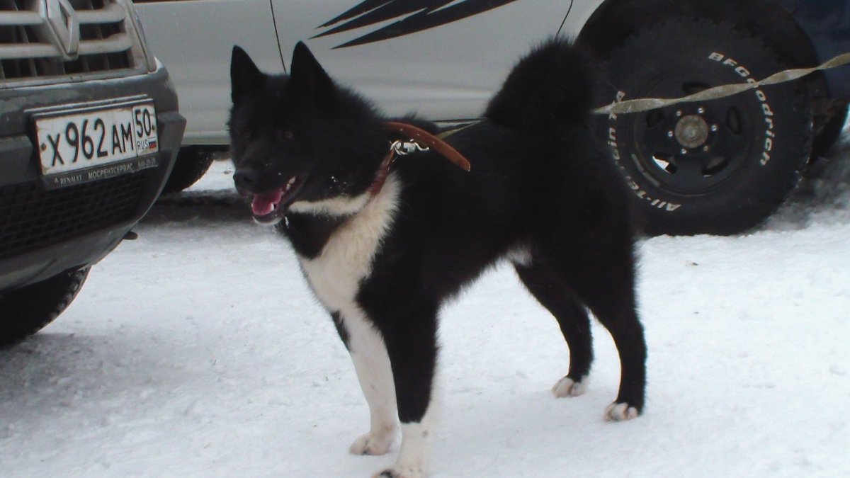 Лайка элкхаунд черный