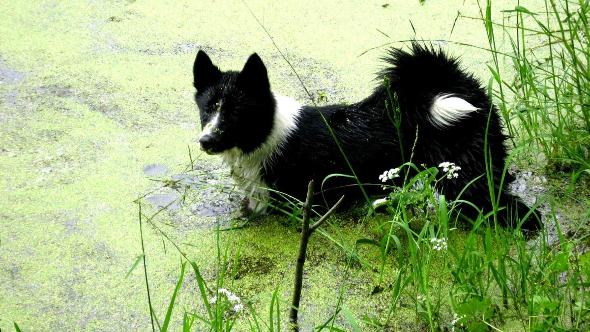 Как лайка на длинных лапах