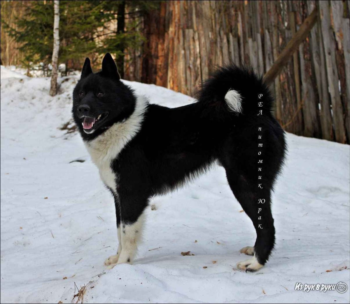 Русско европейские лайки Чистякова