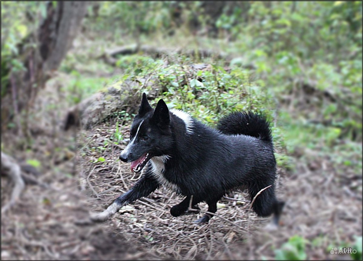 Русско-европейская лайка