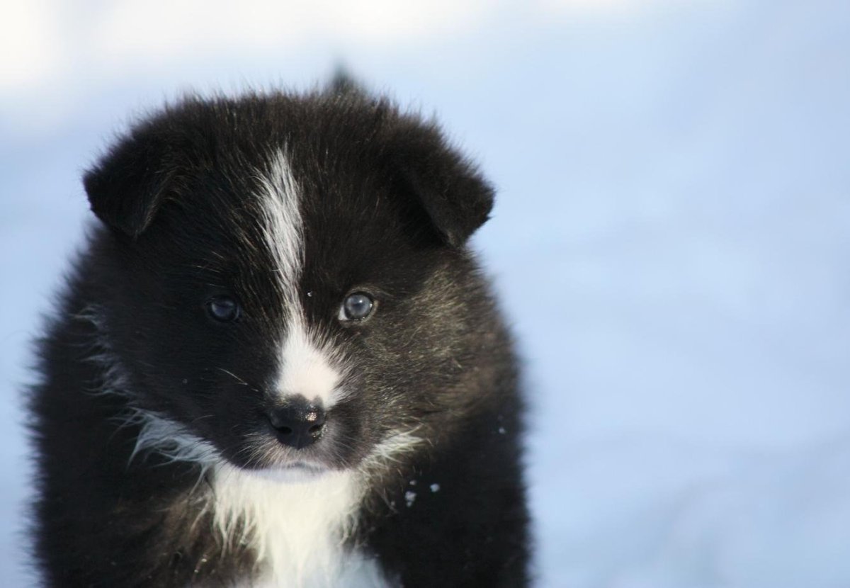 Сибирский маламут -Сибирский хаски