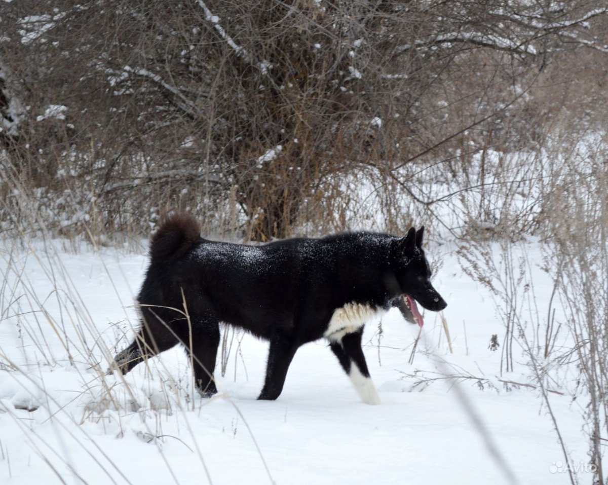 Русско-европейская лайка черная