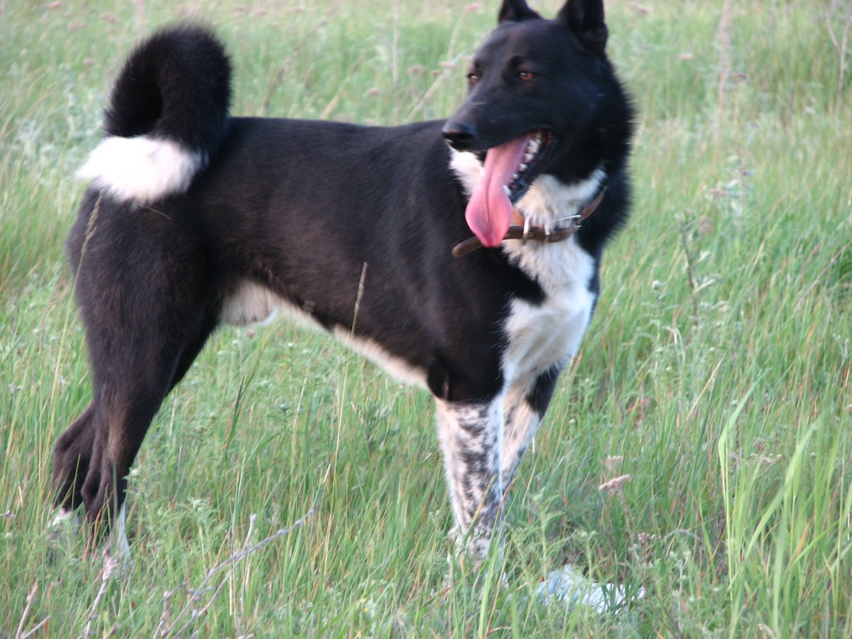 Собака породы карельская медвежья лайка