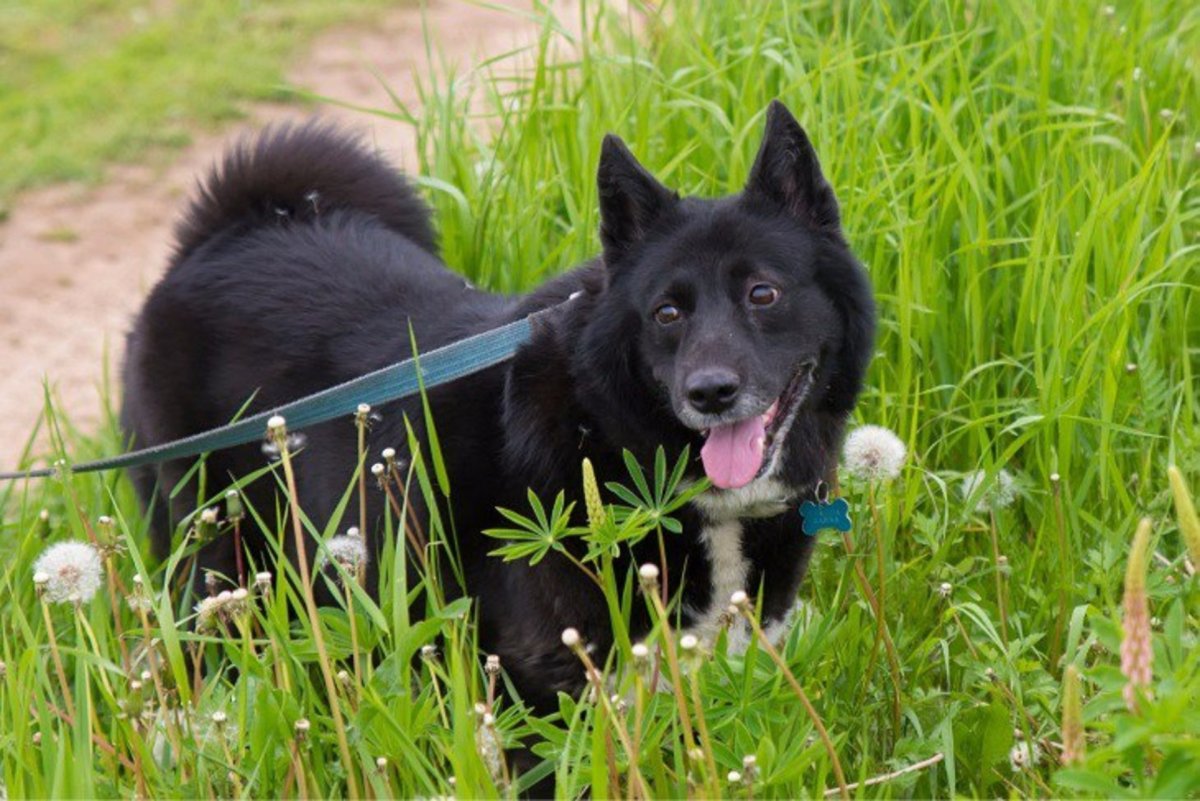 Русско европейская лайка зима