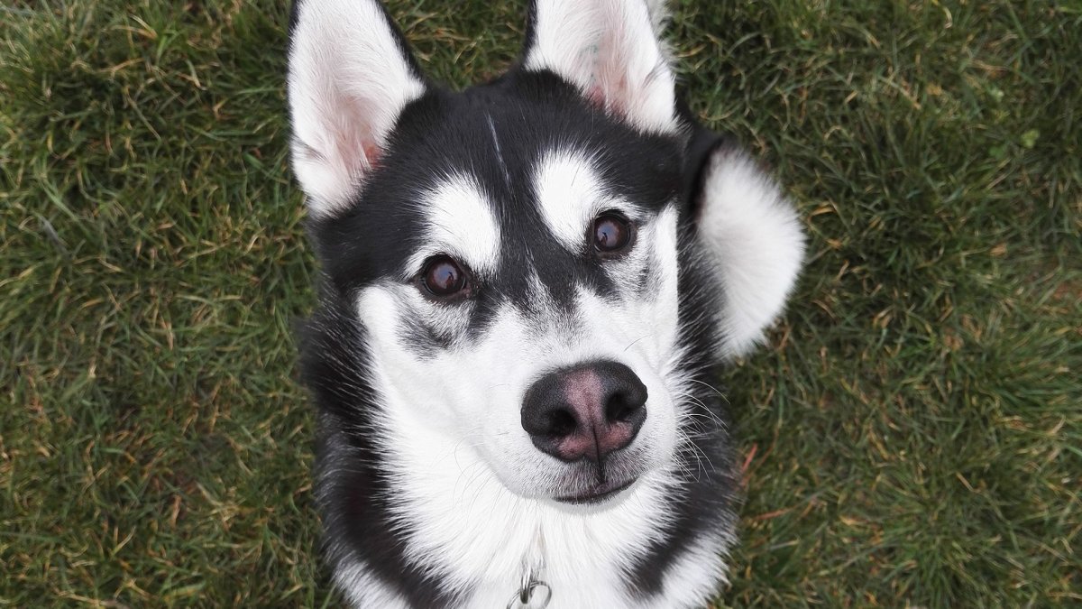 Русско-европейская лайка медвежья