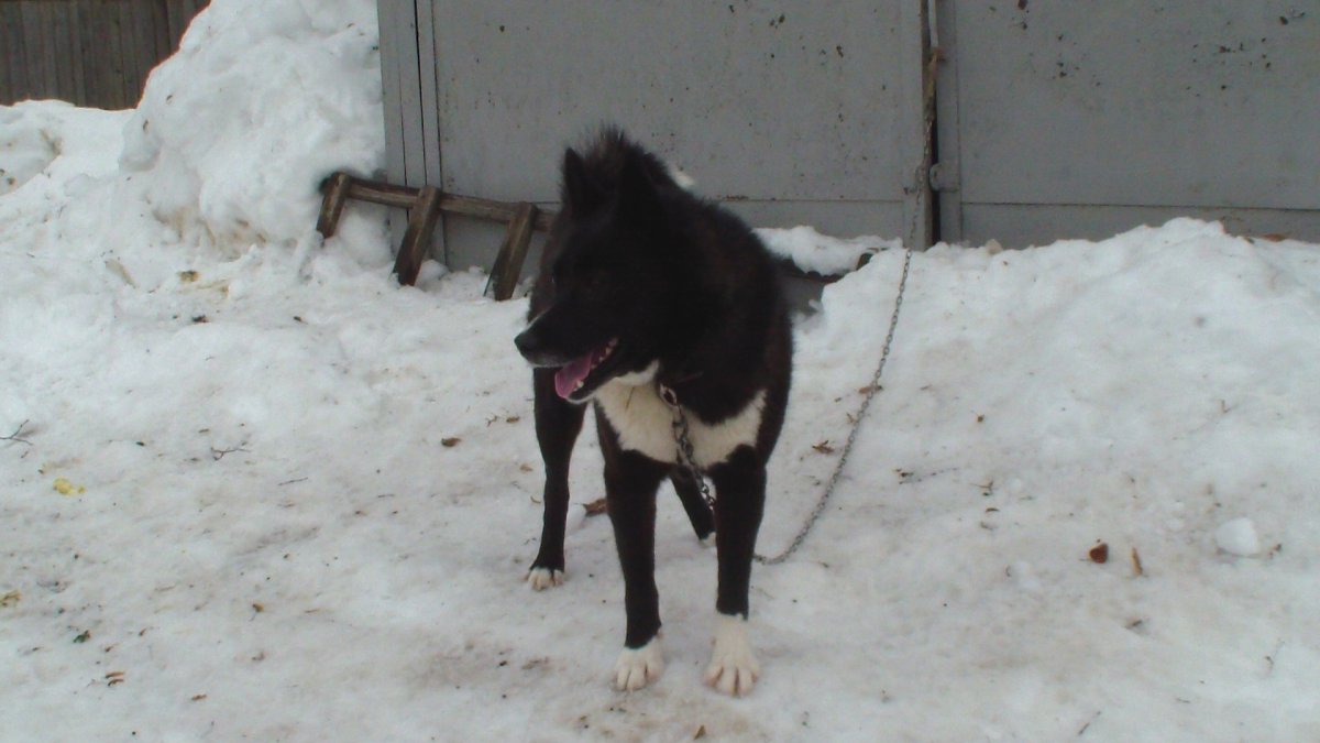 Budborne собаки