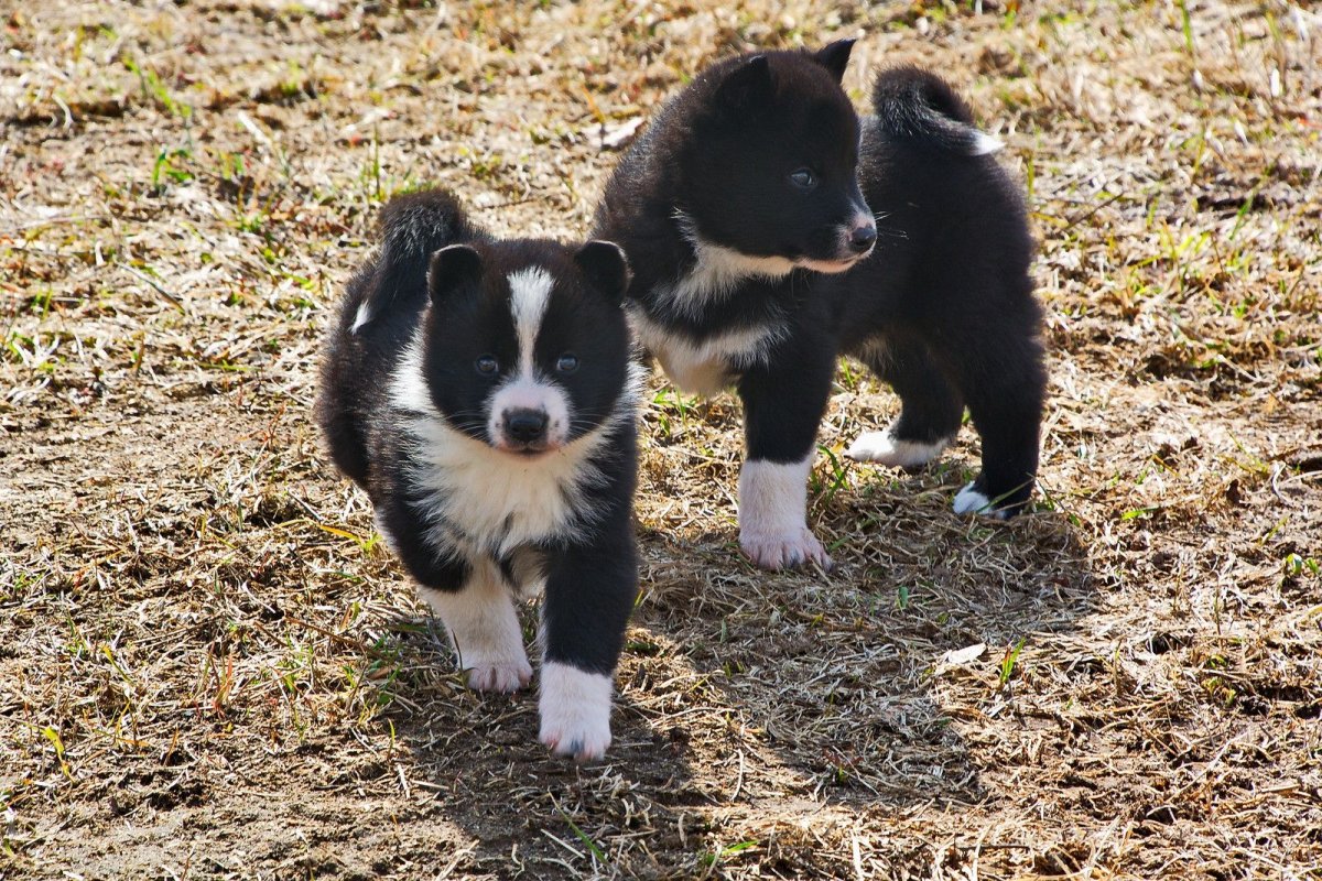 Шведские зверовые собаки