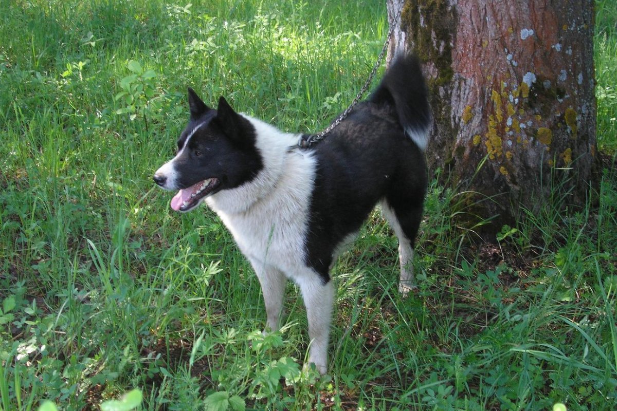 Лайка русско-европейская Урчук