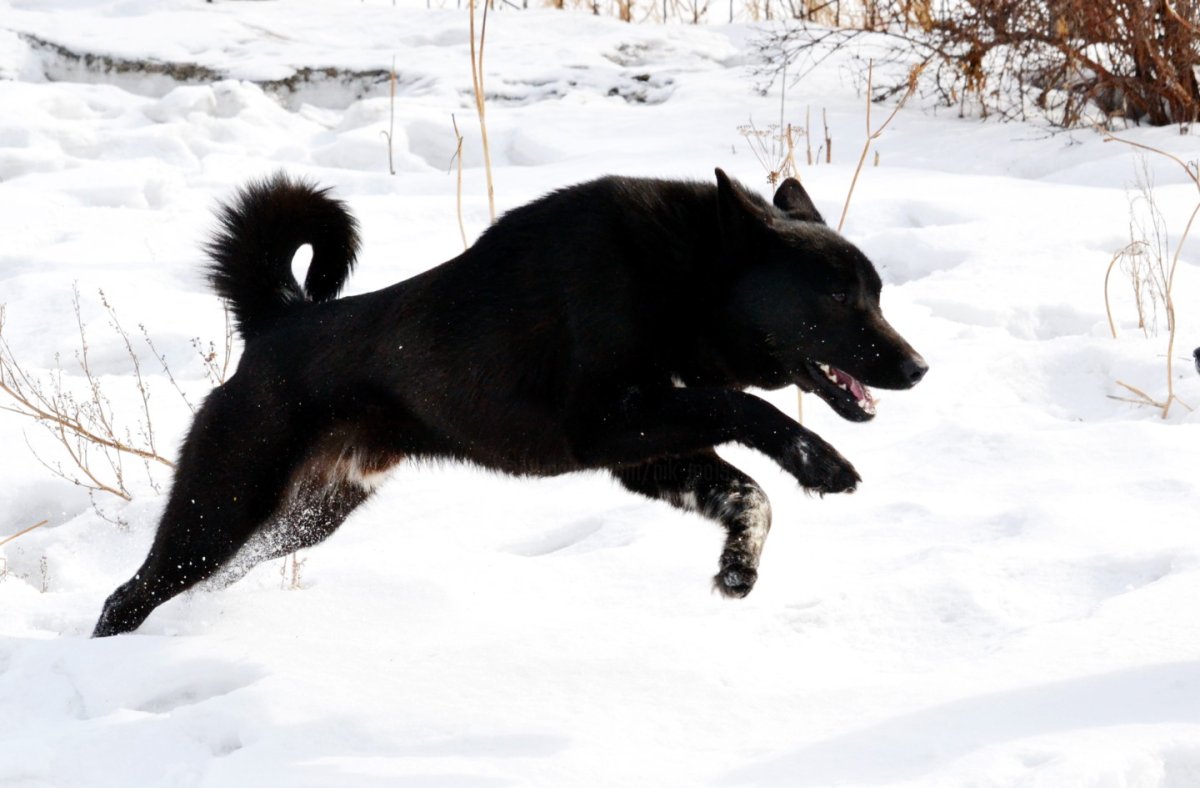 Карельская медвежья собака щенки