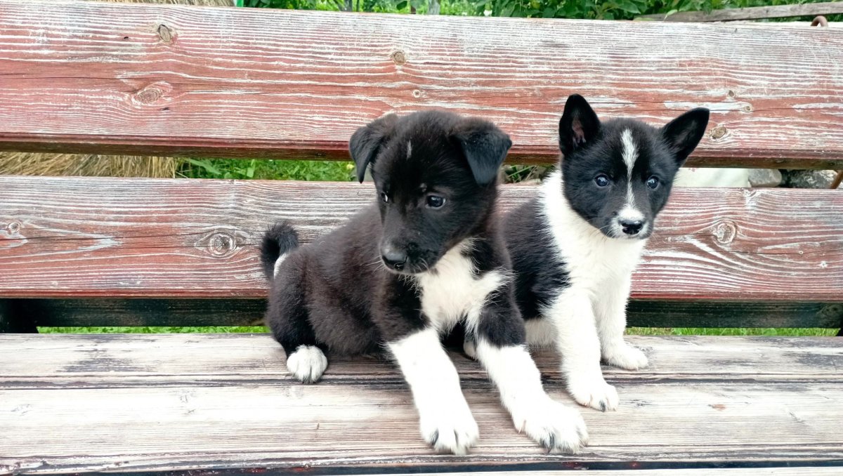 Лайка охотничья черная