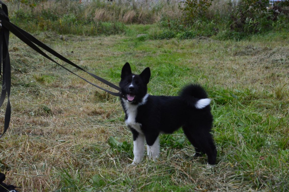 Русско-европейская лайка сука