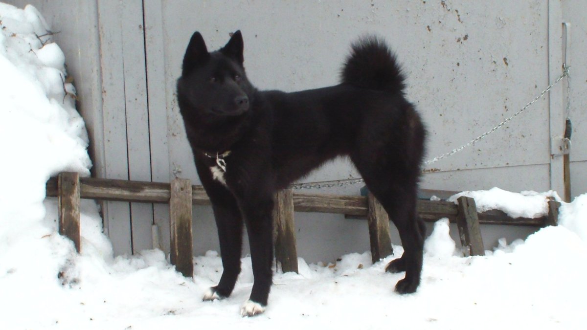 Русско-европейская лайка в холке