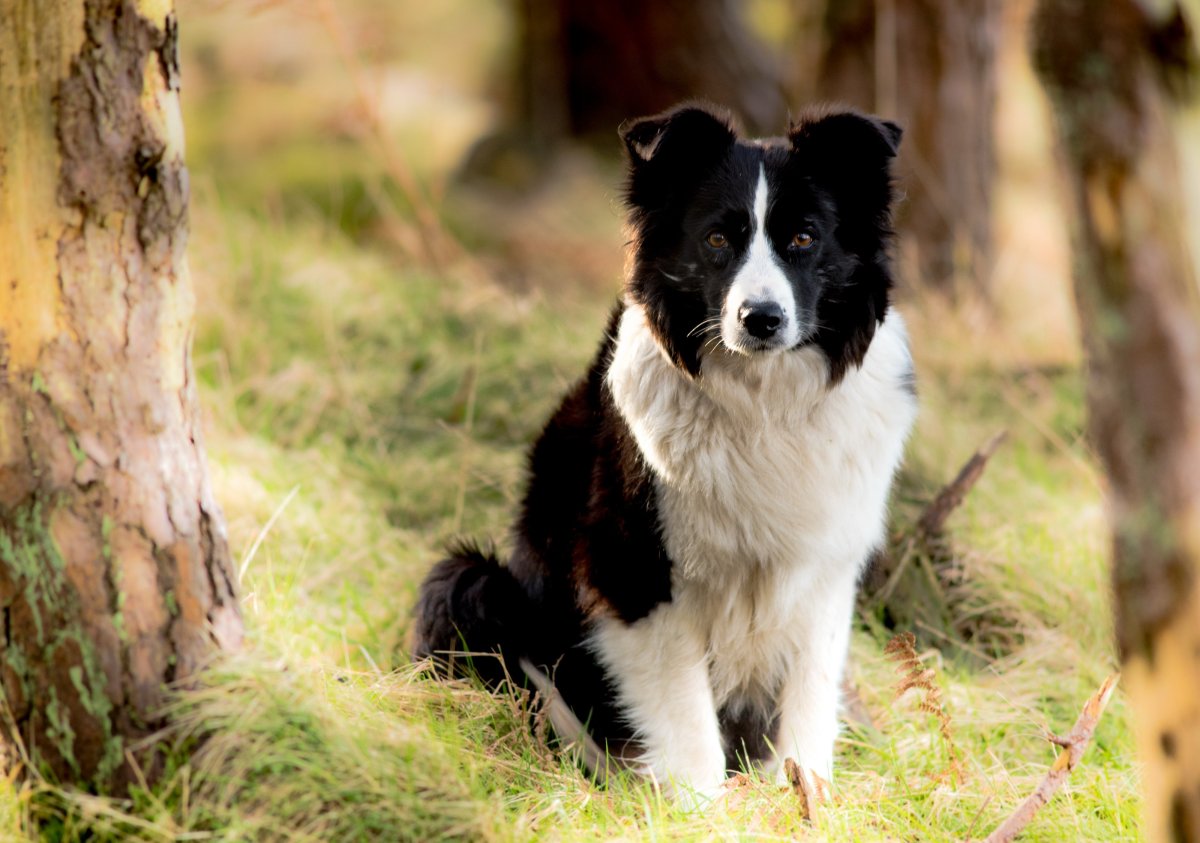 Карельская медвежья собака и русско-европейская лайка