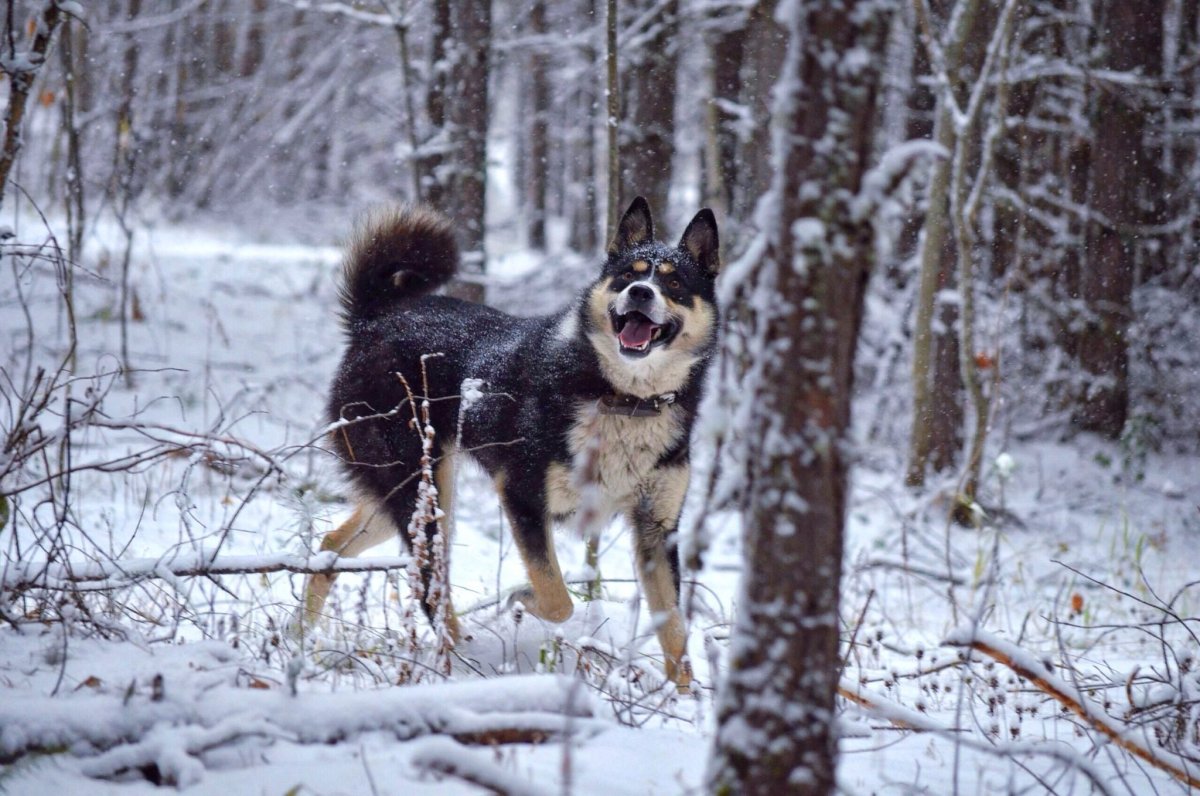 Русско-европейская лайка драки