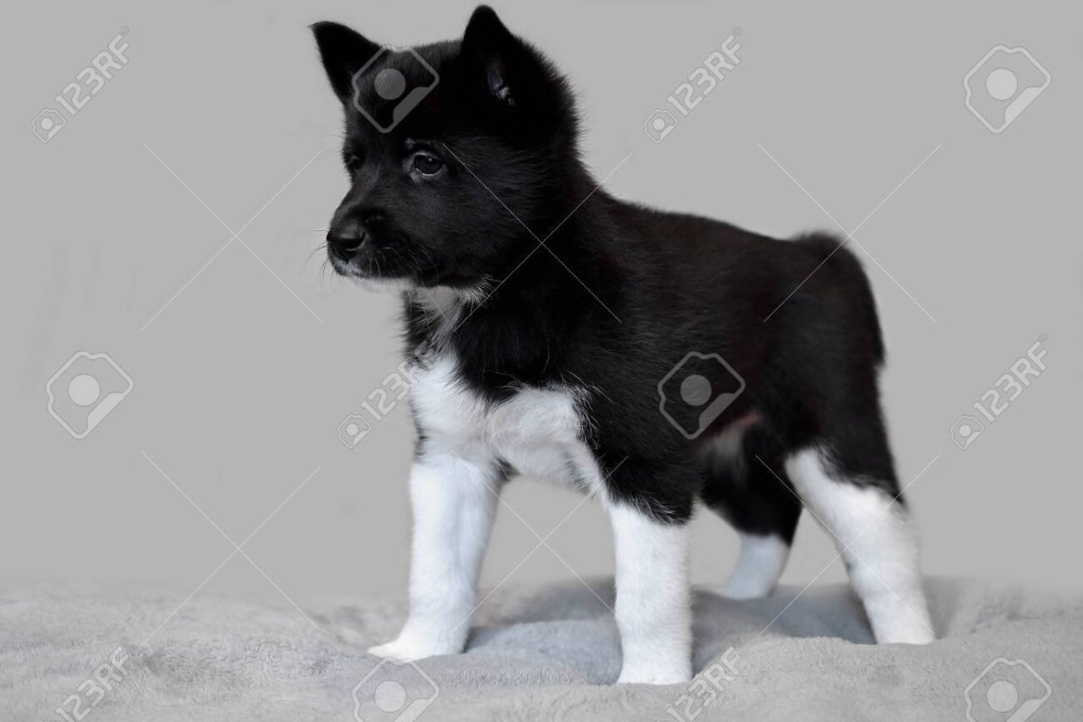 Карельская медвежья собака