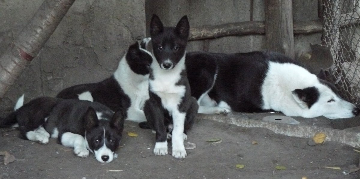 Восточно Сибирская лайка черно белая