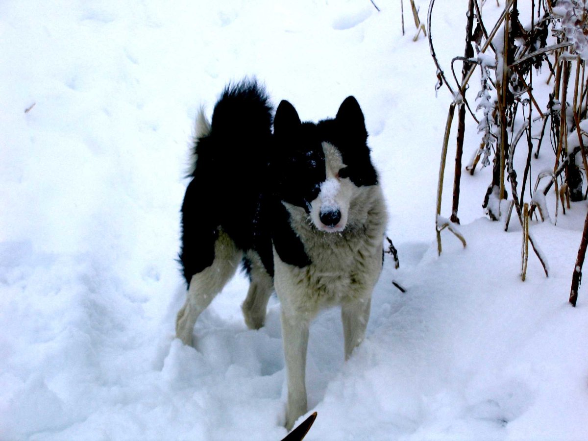 Карельская медвежья собака