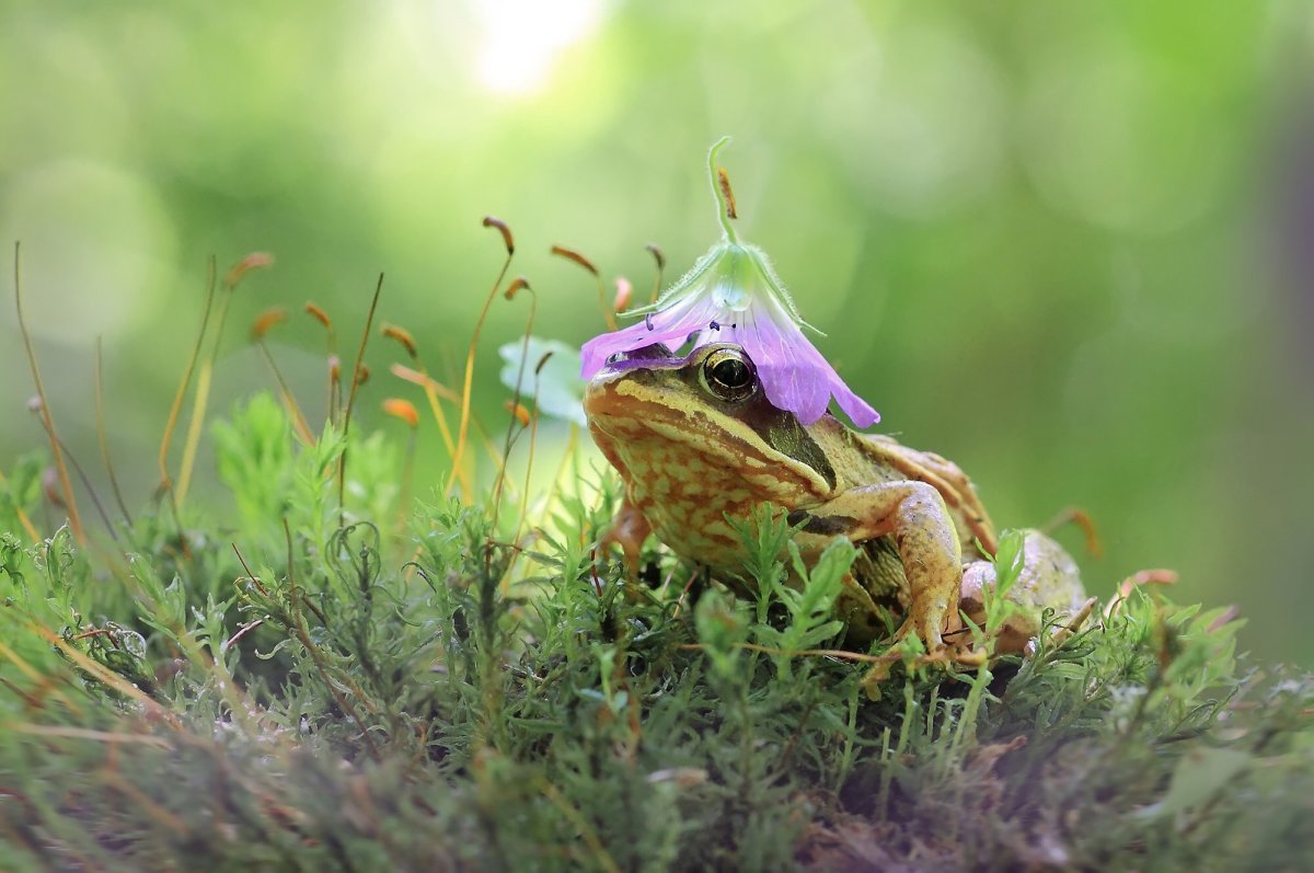 Лягушка красная квакша