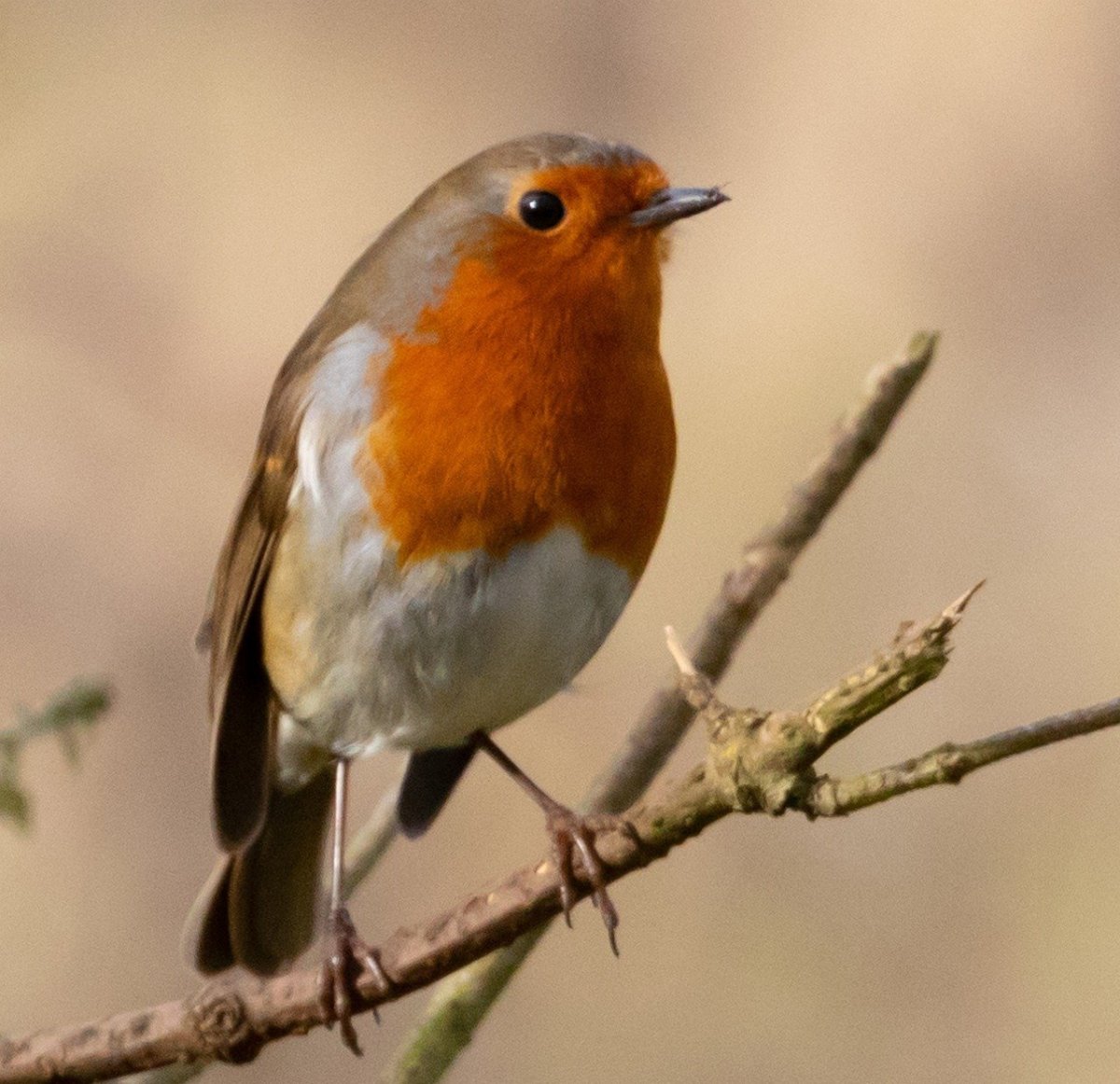 A Robin Малиновка