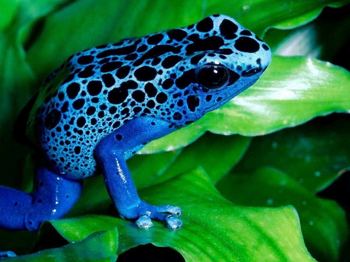 Змея древолаз