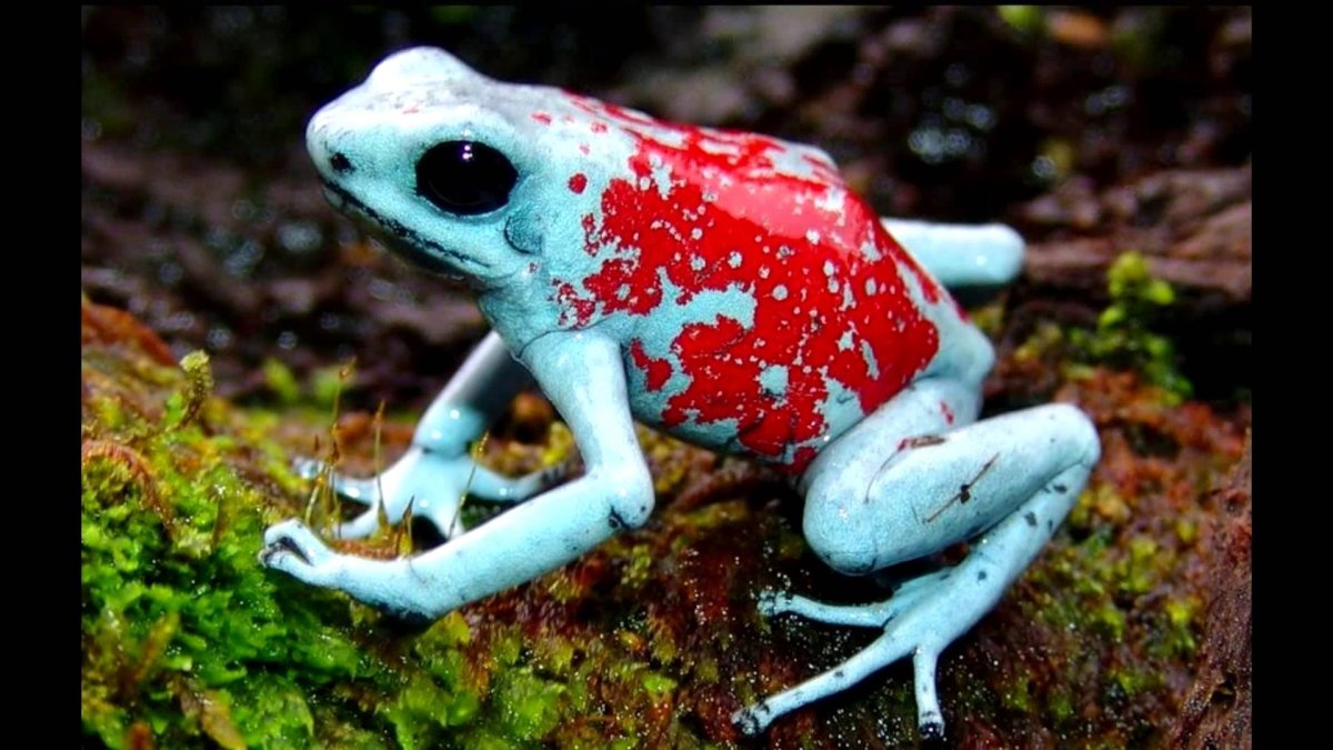 Биом лягушки древолазы