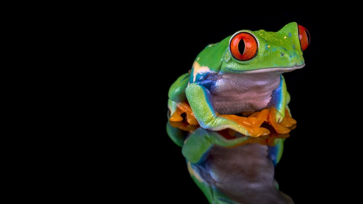 Лягушка голубой древолаз