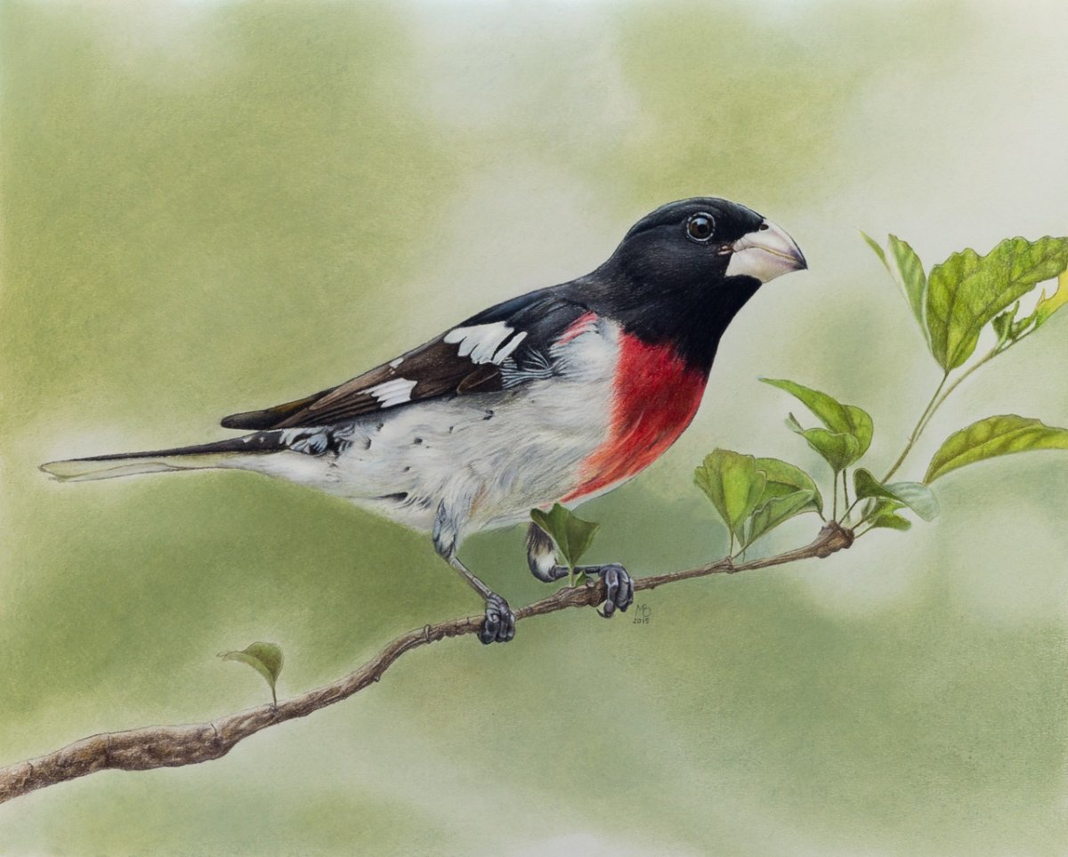 Усатая синица красная книга