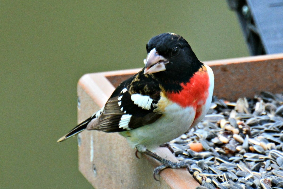 Птицы для декупажа
