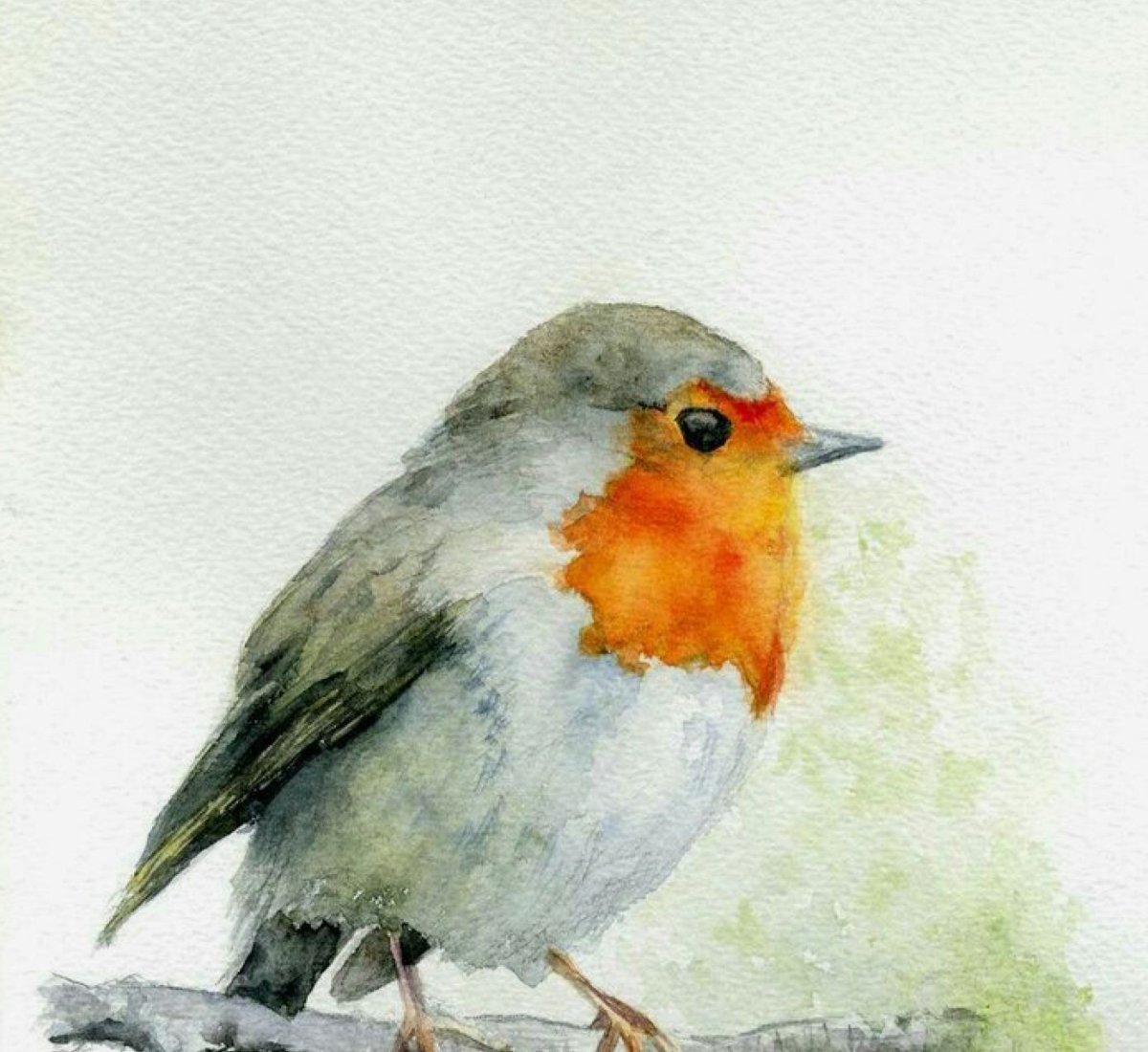 Огненногрудая петроика