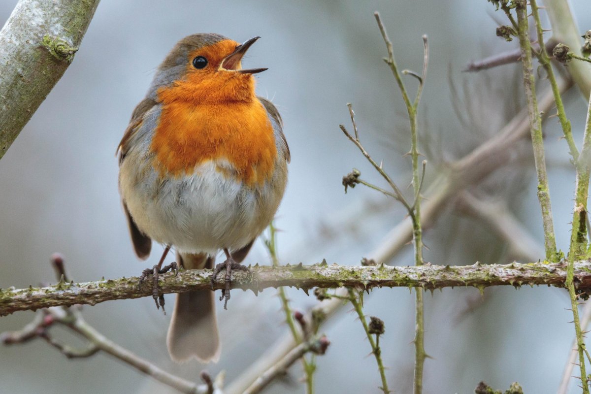Малиновка Зарянка птичка