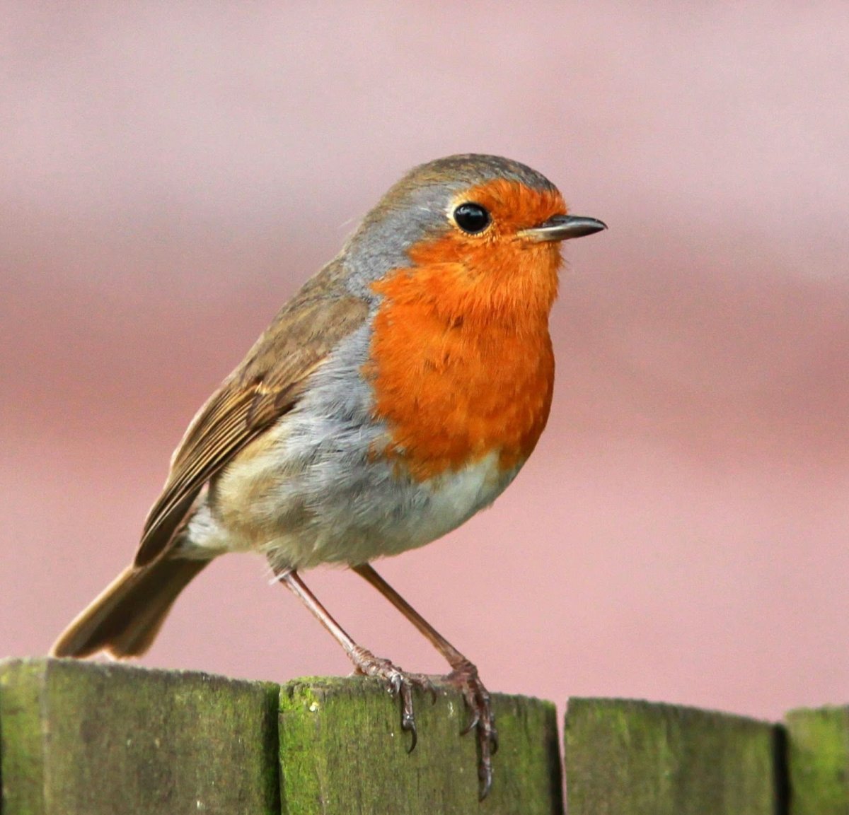 Зарянка Малиновка горихвостка