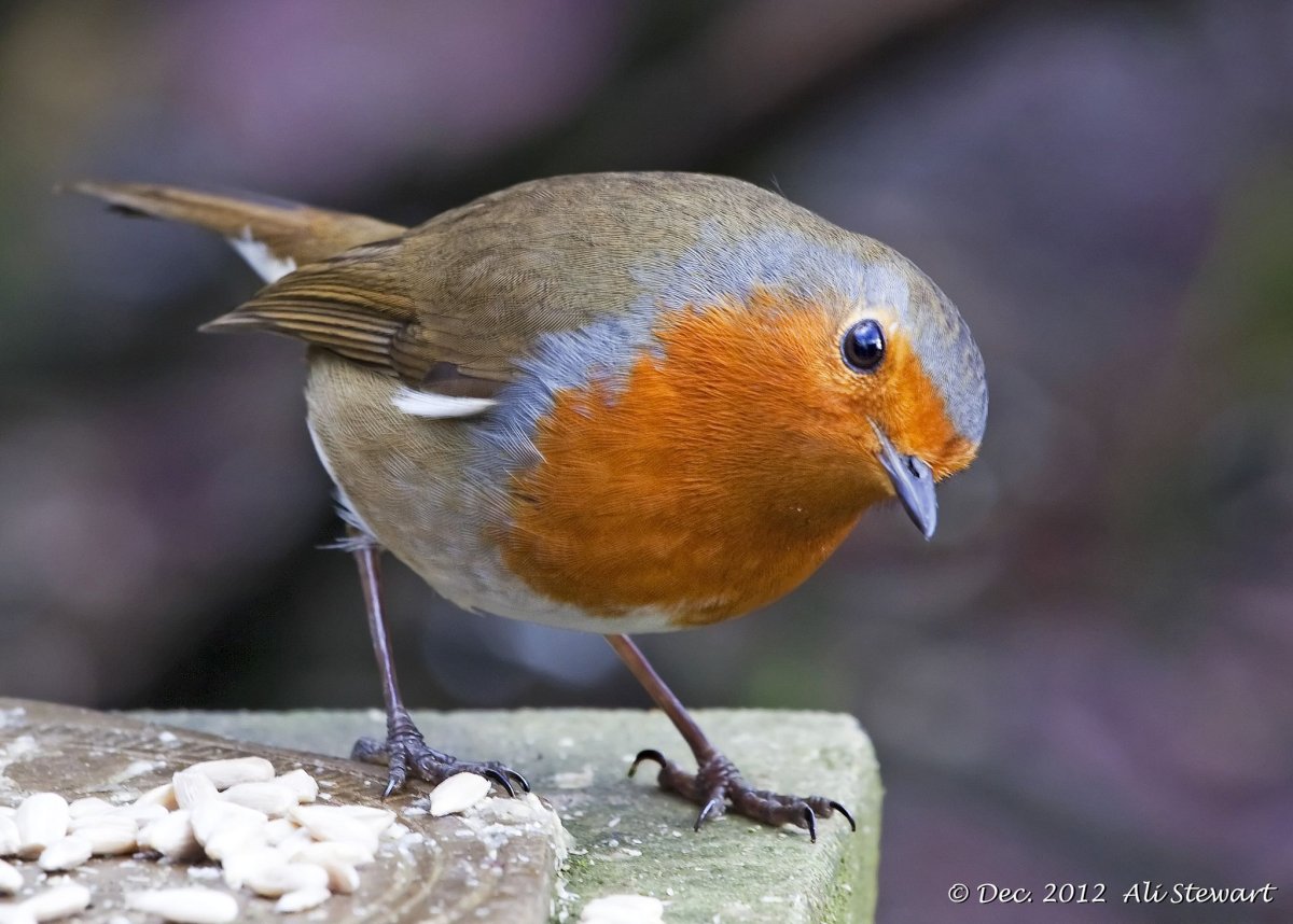 Malinovka птица Robin