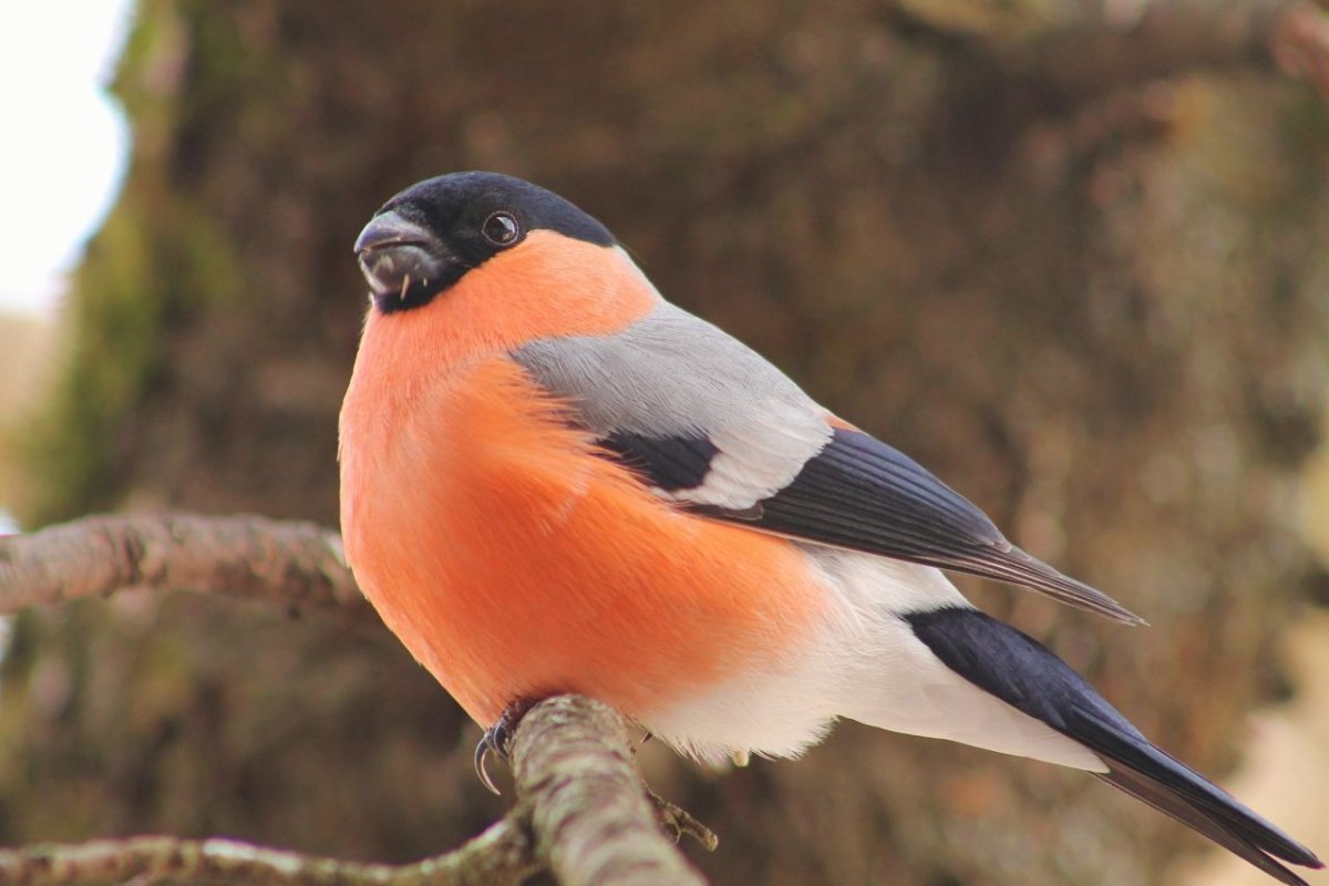 Аликура птичка