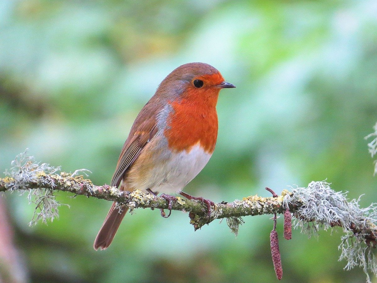 Каплан птица